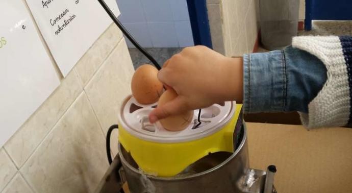 Un colegio de Ponteareas gana un premio por enseñar cómo nacen los pollos