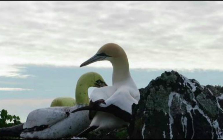 Muere en Nueva Zelanda el ”pájaro más solitario del mundo”